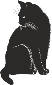 black cat looking toward the back over shoulder