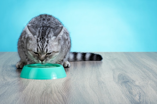 striped cate eating food in green bowl