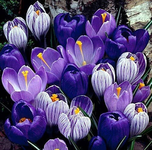 blue purple crocus