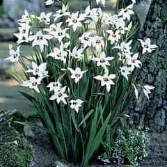 fragrant gladiolus plants