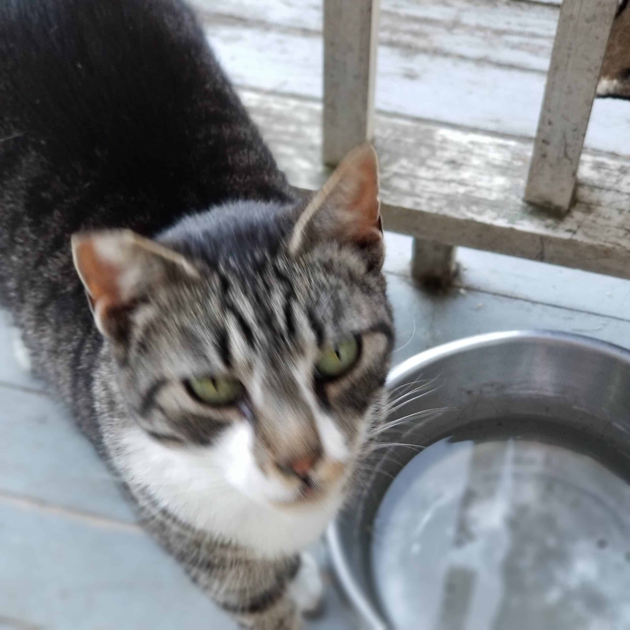 Our cat (Gray) in front of water bowl on the porch.
