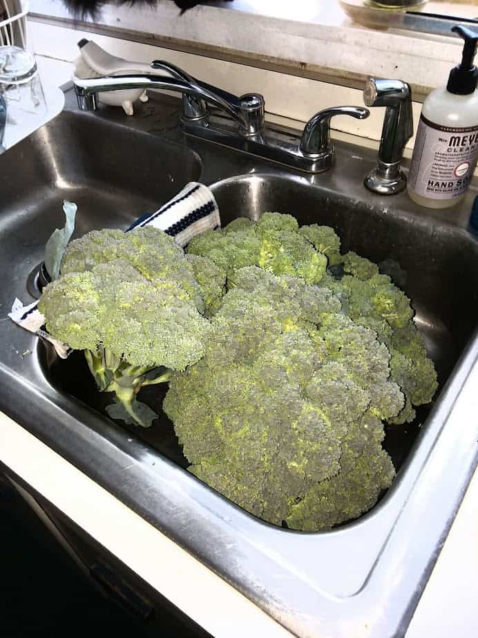 fresh broccoli in sink before washing