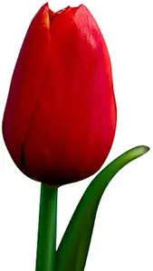 kings blood red tulip