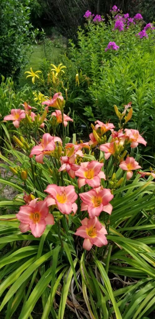 SouthSeas daylily in bloom